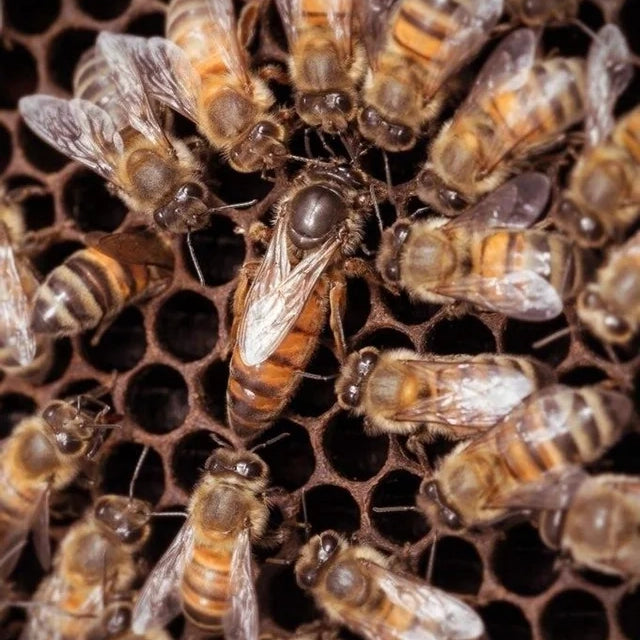 Varroa resistant Queen from our proven POL-line VSH Queen Bee 